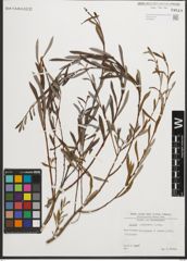 Foto von Salix purpurea L.